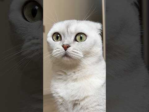 Cats 😂 #cat #cats #funny #funnycats #pets #animals #comedy thumbnail