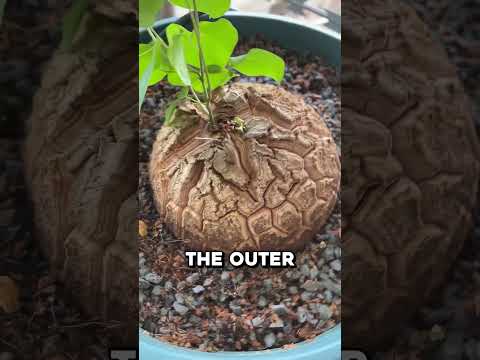 Why Collectors Want This Plant to Crack 🤯 thumbnail