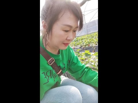 会不会被老板刷到50块钱一斤偷吃了一斤贵吗#草莓? #草莓采摘园 thumbnail