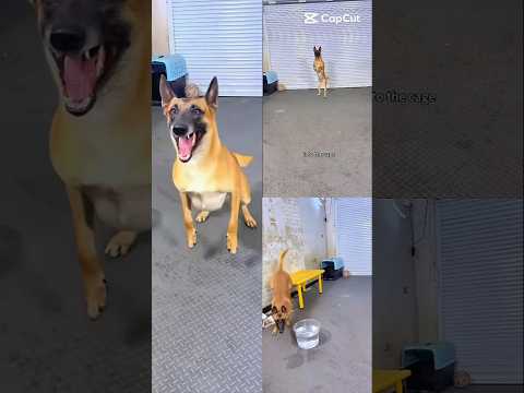 dog Coaches #dogcoach #dog thumbnail
