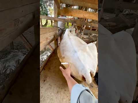 INJ HORMON PADA SAPI JINAKK #cow #animals thumbnail