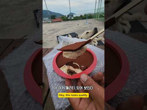 이걸 어케 다 먹지? #남해 #몽실이 #반려견 #티라미슈 #당뇨 #아들 #먹방 thumbnail
