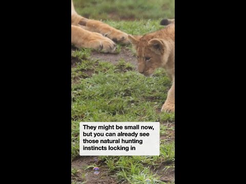 Werribee lion cubs see bubbles for the first time thumbnail
