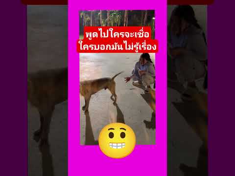 ใครบอกมันฟังไม่รู้เรื่อง #ช่วยสัตว์ #funny #ทาสหมา #pets #helpmemakethismakesense #animals #puppy thumbnail