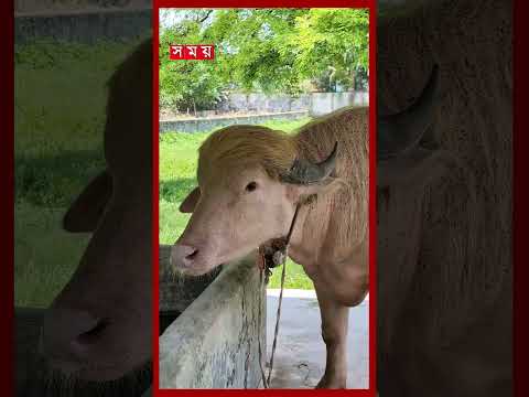 ‘ডোনাল্ড ট্রাম্প’ মহিষের শরীরে রহস্যজনক দাগ, দর্শনার্থীদের মাঝে কৌতূহল #eiduladha #donaldtrump thumbnail