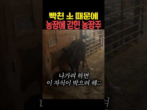 빡친 소 때문에 농장에 갇힌 농장주 thumbnail