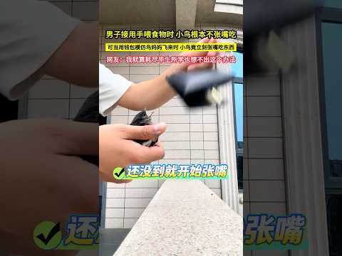 男子接用手餵食物時，小鳥根本不張嘴吃，可當用錢包模仿鳥媽媽飛來時，小鳥竟立刻張嘴吃東西，網友：我就算耗盡畢生所學也想不出這個辦法！#shorts thumbnail