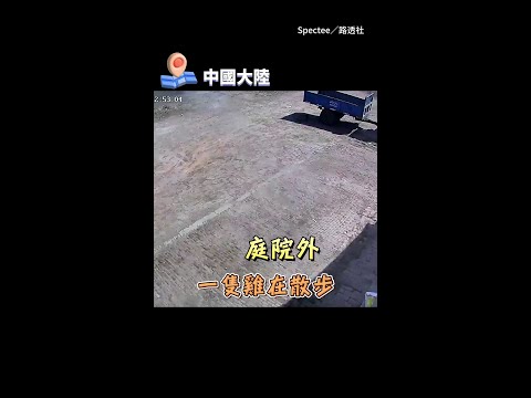 【防禦滿點小雞】 狂風突襲庭院連屋頂金屬板都飛了！牠竟「奇蹟逃生」跑回屋裡 #Shorts thumbnail