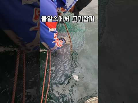 물알속 맨손어업으로 #남해 #바다 #해파리 #병어 #인턴십 #외국인 thumbnail