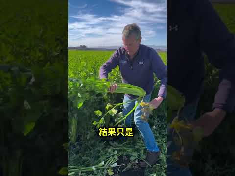 這把香菜為什麼沒人買？😳 thumbnail
