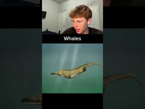 How animals evolved overtime? ? thumbnail