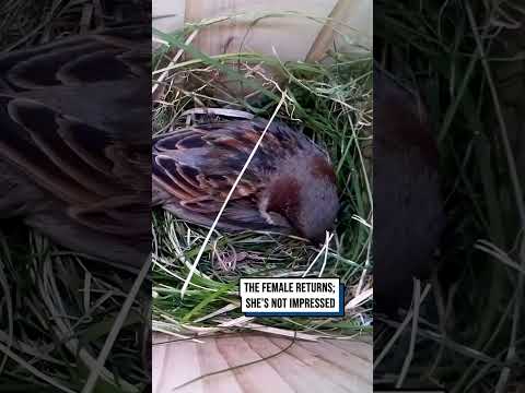 He does the unthinkable ?? #shorts #birds #birdwatching #wildlife #animals thumbnail