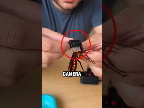 He Put a Camera on a Cockroach and Saw This‼️😱 thumbnail