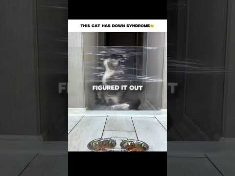 I FEEL SO BAD FOR THIS CAT thumbnail