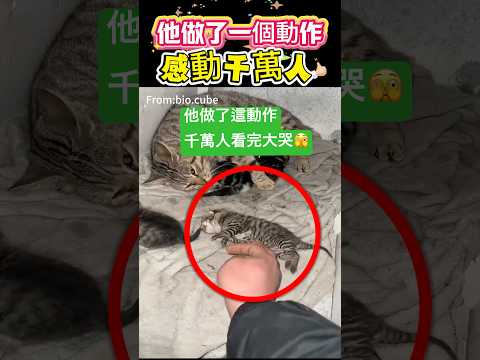 他做了一個動作！感動千萬人 🫣 #動作 #貓#shorts 小林Lin’s life thumbnail