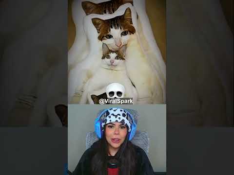 Gatos e Camuflagens #shorts thumbnail