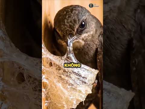 Bỏ Chục Triệu Để Ăn Nước Miếng Của Chim 🐦=))) #shorts thumbnail