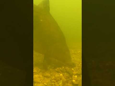 This tench looks seriously angry thumbnail