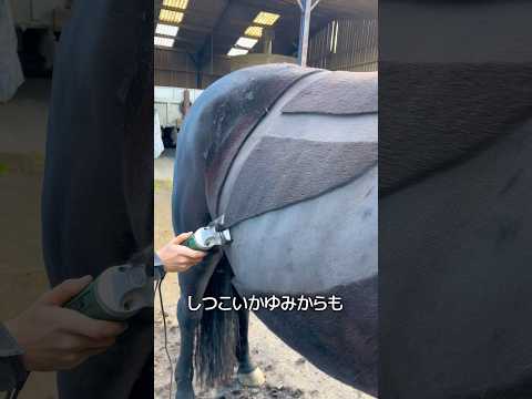 馬の換毛 thumbnail