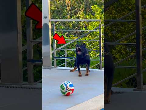CACHORRO MAIS FORTE DO MUNDO!!! 😱 thumbnail