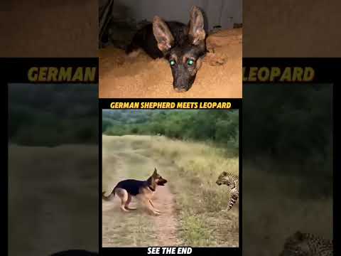 Again!!! Just German Shepherd Things ❤️ | Thanks for the love last time 🙂 #leothegsd #doglife #gsds thumbnail