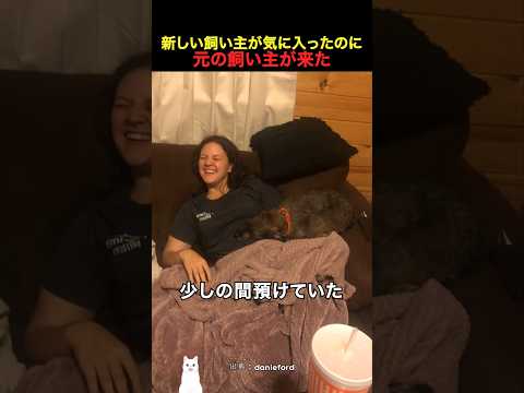 新しい飼い主が気に入ったのに元の飼い主が来た thumbnail