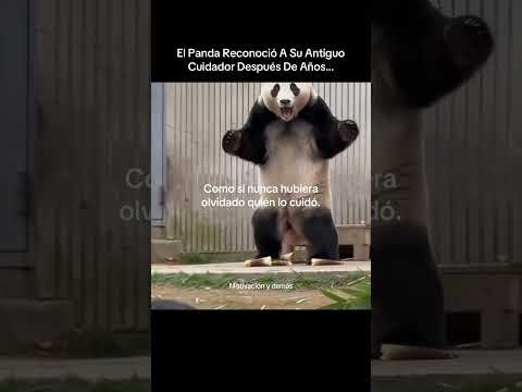 El Panda Reconoció A Su Antiguo Cuidador Después De Años… 🥹🐼 thumbnail