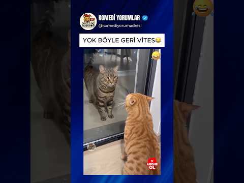 KEDİ RESMEN GERİ VİTESİ KÖKLEDİ ? #shorts #komikyorumlar thumbnail