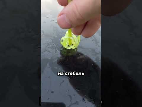 Он нашёл самый идеальный одуванчик 😳 thumbnail