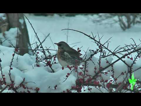 Fieldfare in my garden thumbnail