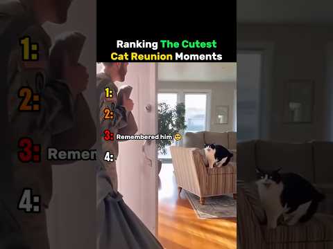 Ranking The Cutest Cat Reunion Moments #cat thumbnail