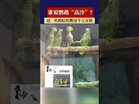 谁说鹦鹉“高冷”？这一爪的信任，胜过千言万语   #新闻 #共鸣 #大热门 thumbnail