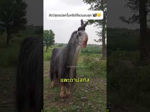 สัตว์สุดแปลกในคลิปที่ชวนขนลุก 📹🤔#animals #nature #interesting thumbnail