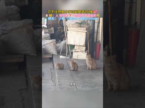 忍不住要分享這超整齊的3隻? ??：有吃的❓不然我們不過去哦? 網友：大黃,中黃,小黃? #cat #dog #cute #shorts #funnyshorts #cuteanimals thumbnail