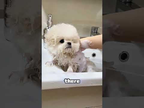 Groomer Was Nervous About This “Aggressive” Dog—Then This Happened! #usa thumbnail