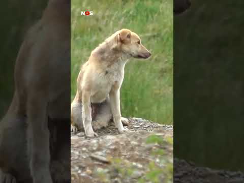 Plan tegen vele zwerfhonden in Kosovo thumbnail