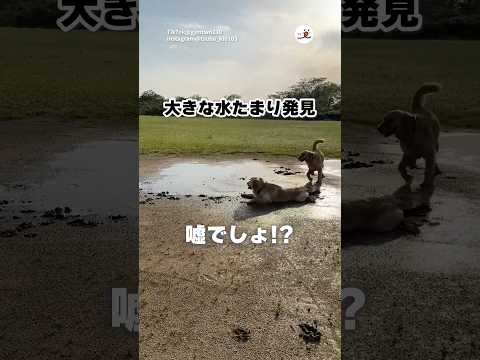 楽しいとこを見つけたゴルさんたち｜PECO thumbnail