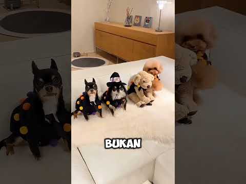 dikira boneka eh ternyata bisa gerak?! thumbnail
