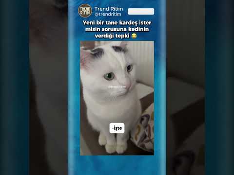 Kardeş İster Misin Sorusuna Konuşarak Cevap Veren Kedi 🤣😅 thumbnail