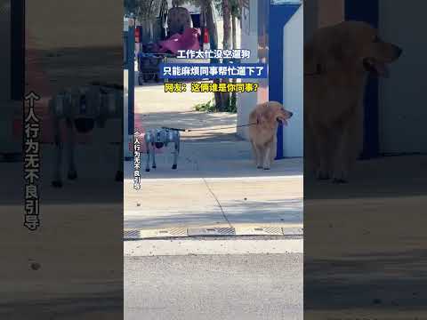 工作太忙没空遛狗，只能麻烦同事帮忙遛下了 thumbnail
