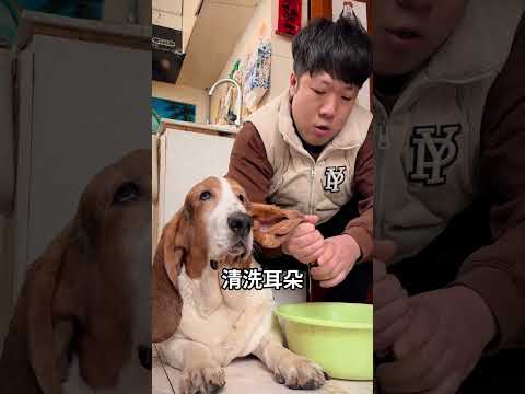 狗狗耳朵太大總是垂到飯碗裏，主人這樣解決 thumbnail