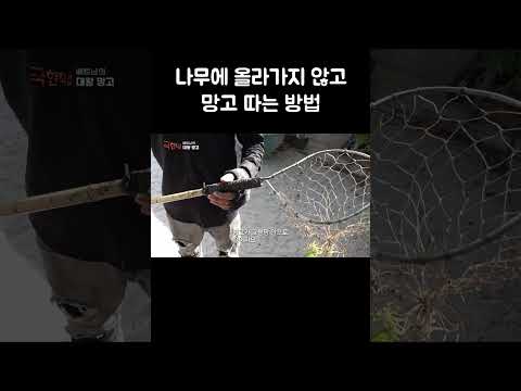 나무에 올라가지 않고 망고 따는 방법 #shorts thumbnail