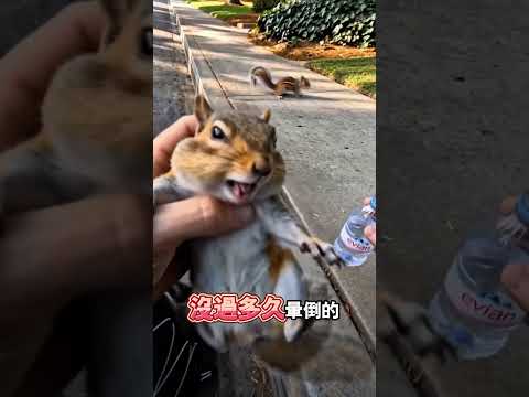 男子暖心救助暈倒小松鼠 thumbnail