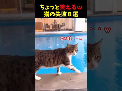 ちょっと笑えるｗ猫の失敗8選#cat #面白集  #ねこ #笑ったら負け thumbnail