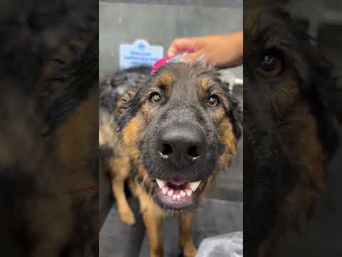 Bathing Four GSDs thumbnail