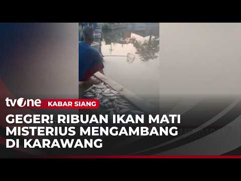 Warga  Karawang Dihebohkan oleh Fenomena Ribuan Ikan yang Mati Mendadak | Kabar Siang thumbnail