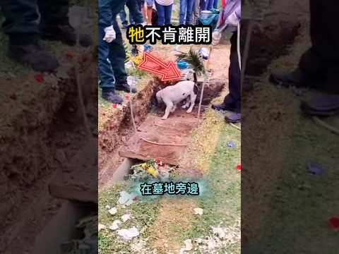 雖然主人離開了?我知道你的息氣還在? thumbnail
