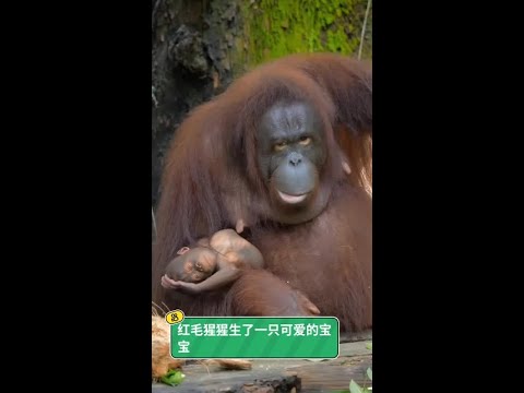 從脆弱到依偎：記錄小猩猩成長路上的每個溫暖瞬間 thumbnail
