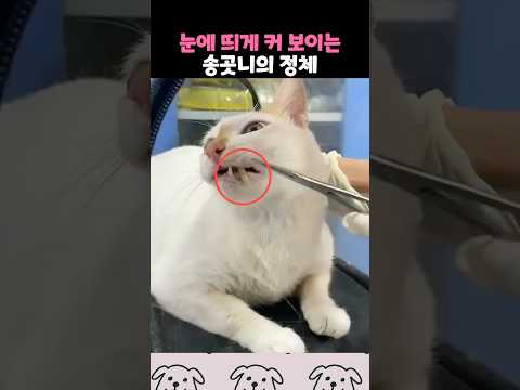 기형적으로 보이는 이빨의 정체 thumbnail