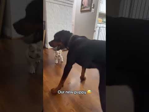 Did we just become best friends?? ??#dog #dogs #puppy #puppies #dogshorts @amen91843 thumbnail